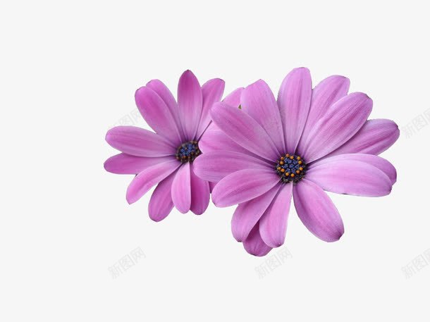 两朵紫色的花png免抠素材_新图网 https://ixintu.com 紫色的花 花 花朵