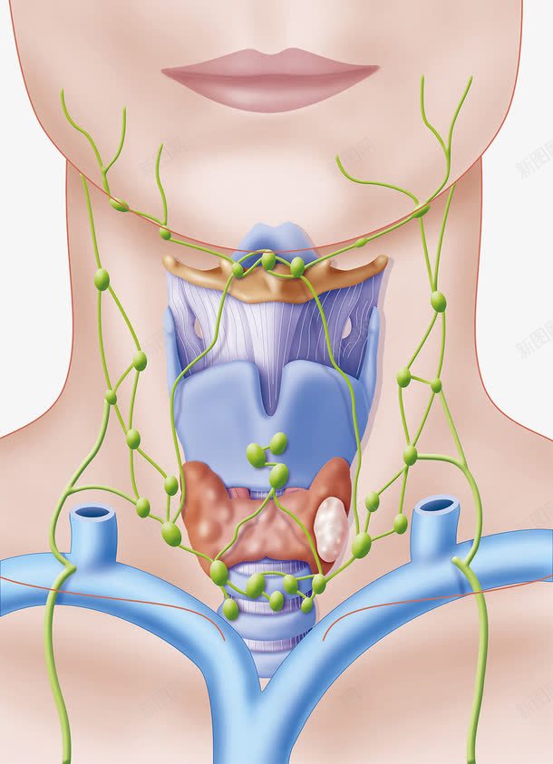 人体喉咙器官png免抠素材_新图网 https://ixintu.com 喉咙 喉结 甲状腺 血管静脉 颈部