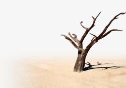 树干上的木耳沙漠上的干枯树干团队高清图片