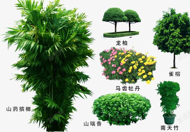 绿色植物png免抠素材_新图网 https://ixintu.com 3D贴图 效果图元素 盆景 绿化 绿化带 绿植 绿色植物