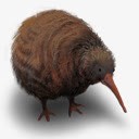 kiwi猕猴桃不会飞的鸟动物新西兰高清图片