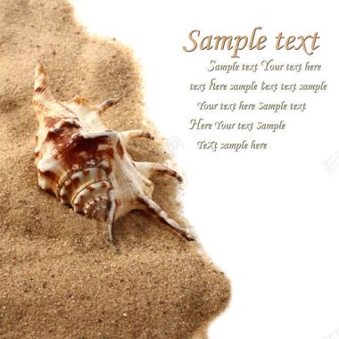 海螺与沙子背景