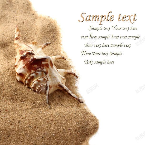 海螺与沙子jpg设计背景_新图网 https://ixintu.com 图片素材 底纹背景 沙子 沙滩背景 海洋海边 海滩 海螺 海螺与沙子图片 海螺与沙子图片素材下载 背景图片 背景花边