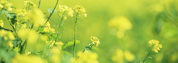 农业花草油菜花唯美朦胧背景banner背景