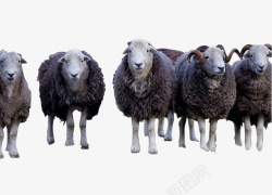 羊毛皮深灰色的羊群高清图片