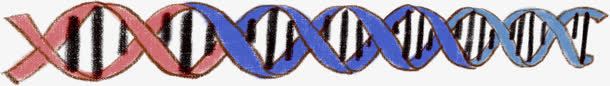 生物元素png免抠素材_新图网 https://ixintu.com DNA 初中 基因 标志 生物课 生理学 符号 身体