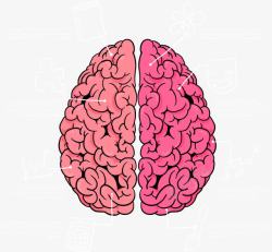 粉色大脑各部分功能素材