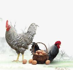 生态鸡蛋芦花鸡鸡蛋高清图片