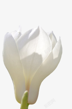 白色带香味明亮的玉兰花瓣实物素材