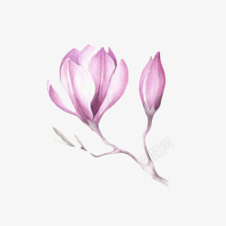 枫叶上的画紫白色带香味分支上的嫩芽玉兰花高清图片