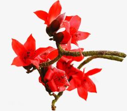 怒放的花朵木棉花中国风景植物花朵红色怒放高清图片