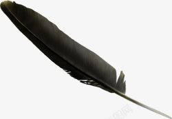 乌鸦图片黑色羽毛高清图片