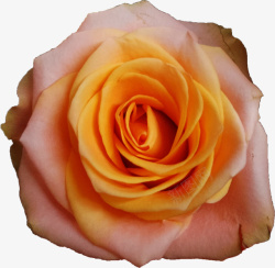 橘色的玫瑰花素材