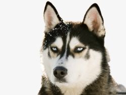 阿拉斯加头顶雪花的狗狗高清图片