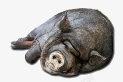 成年猪实物躺着的黑毛猪高清图片