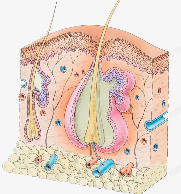 皮肤细胞横切面png免抠素材_新图网 https://ixintu.com 毛囊 炎症 皮肤结构 细胞