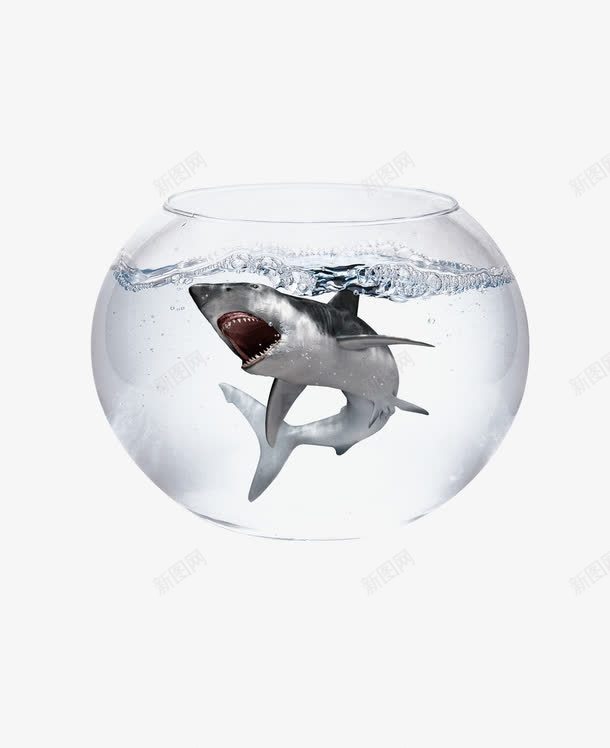 困在鱼缸里的鲨鱼png免抠素材_新图网 https://ixintu.com 大海 水 鱼缸 鲨鱼