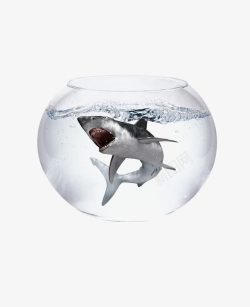 鲨鱼大海困在鱼缸里的鲨鱼高清图片