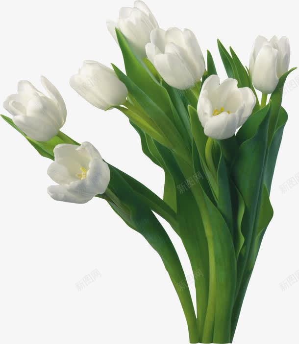 白色卡通郁金香花朵植物png免抠素材_新图网 https://ixintu.com 卡通 植物 白色 花朵 郁金香