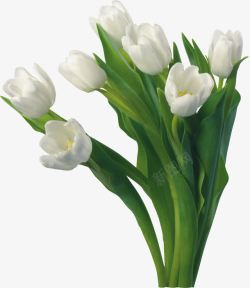 白色卡通郁金香花朵植物素材