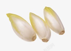 红芽姜芽状菊苣高清图片