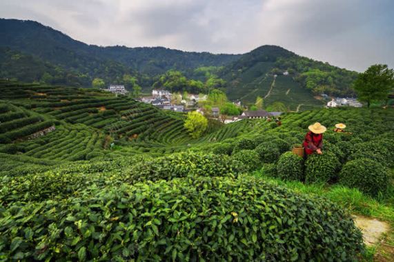 茶园绿色植物高山背景