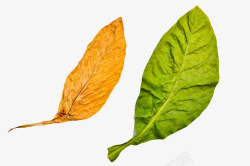 棕绿色棕绿色带褶皱的干烟叶实物高清图片