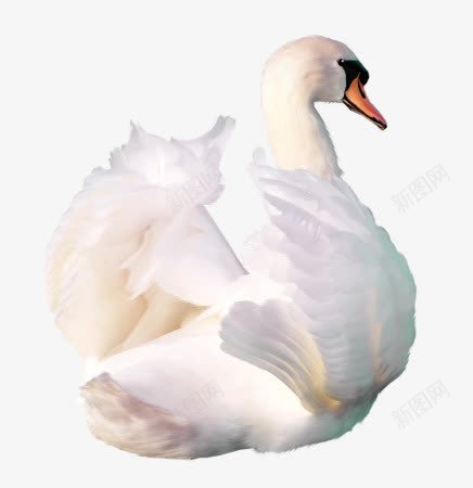 白色鸭子png免抠素材_新图网 https://ixintu.com 动物 白色羽毛 翅膀 鸭子