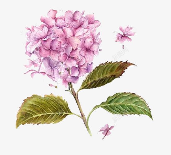 紫色绣球花png免抠素材_新图网 https://ixintu.com 植物 紫色 绿叶 花卉