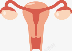 生物生殖女性的子宫矢量图高清图片