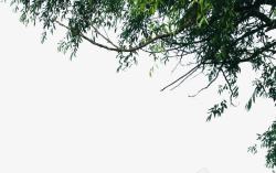 室外摄影柳树创意树枝素材