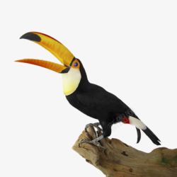 矢量巨嘴鸟免抠PNG张开黄色大嘴巴的鸟高清图片