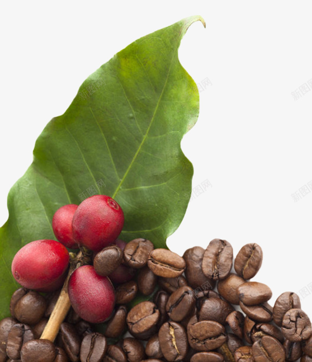 红色咖啡果和棕色咖啡豆实物png免抠素材_新图网 https://ixintu.com 叶子 咖啡属 咖啡族 咖啡果 果实 树叶 植物界 浆果 种子 食物 龙胆目
