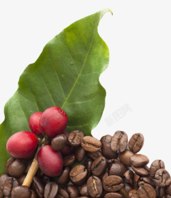 咖啡属红色咖啡果和棕色咖啡豆实物高清图片