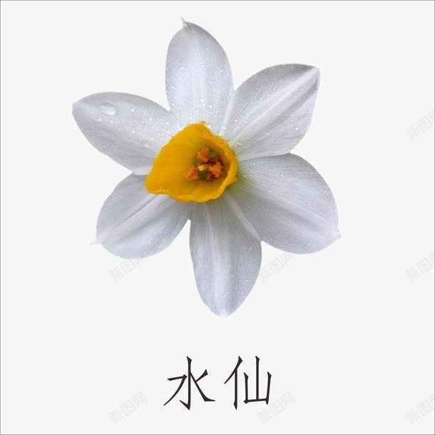 水仙png免抠素材_新图网 https://ixintu.com 水仙花 花朵 花瓣 鲜花