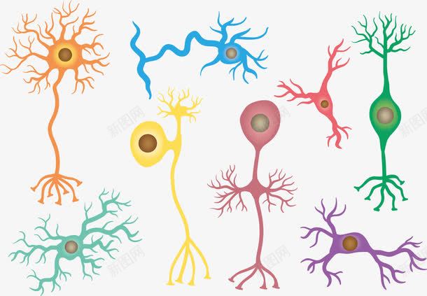 细胞png免抠素材_新图网 https://ixintu.com 教学 生物 神经细胞 精神科