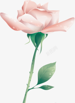 粉色鲜艳玫瑰花图矢量图素材