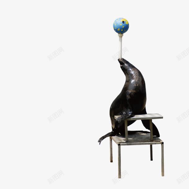 玩耍的海豹png免抠素材_新图网 https://ixintu.com 凳子 动物 取悦于人 杂技表演 海豹 玩耍 顶球