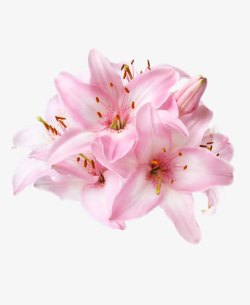 粉色百合花卉盛开素材