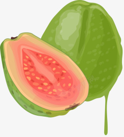 水果种类绿色枝桠番石榴矢量图高清图片