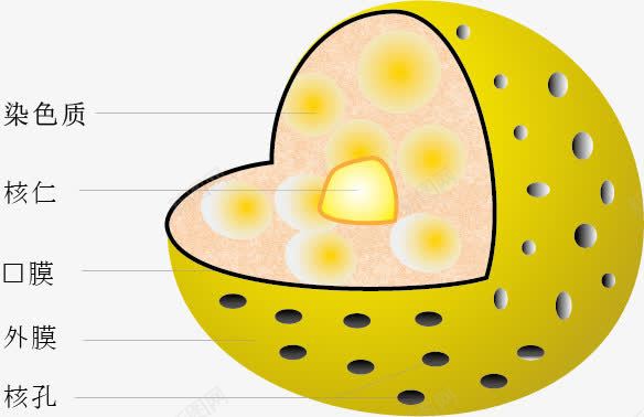 手绘细胞核png免抠素材_新图网 https://ixintu.com 手绘 生物教学 细胞体 细胞核 细胞结构 解说 黄色