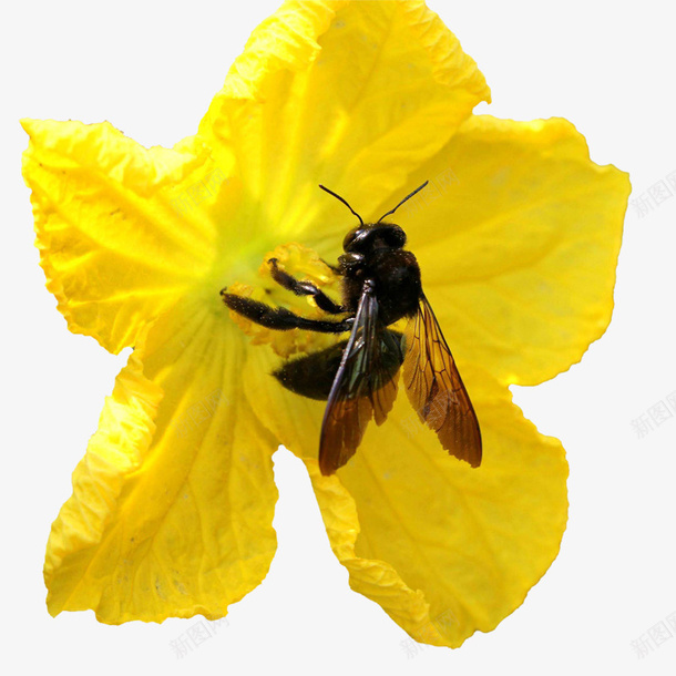 蜜蜂在丝瓜花上采蜜图png免抠素材_新图网 https://ixintu.com 丝瓜花 昆虫 植物 田园风光 自然景观 蜂类 蜜蜂 蜜蜂在丝瓜花上采蜜图 黄花