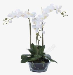 白色蝴蝶兰花卉素材