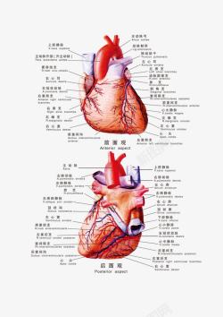 人体科室心脏挂图素材
