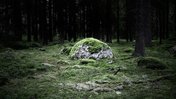 深林中长满苔藓的石头背景