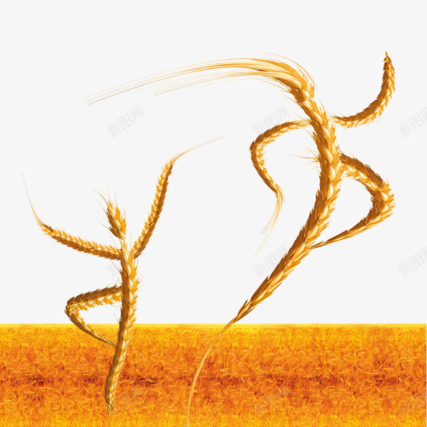 农作物png免抠素材_新图网 https://ixintu.com 农产品大丰收 小麦 成熟的庄稼 成熟的麦子 稻子 麦子