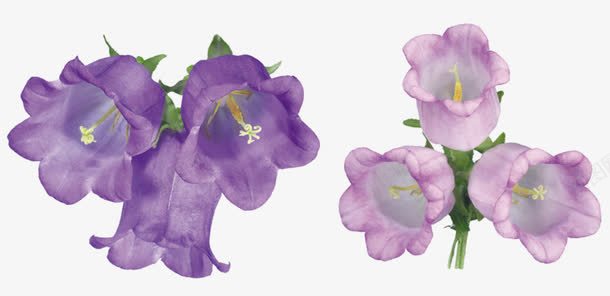 紫色风铃草png免抠素材_新图网 https://ixintu.com 好看 手绘 植物 紫色