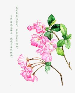 粉红色海棠花素材