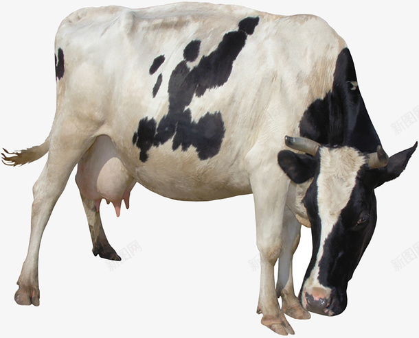 奶牛母牛矢量图eps免抠素材_新图网 https://ixintu.com 乳牛 乳牛免扣 乳牛矢量图 奶牛 奶牛PNG 有机 牛吃草 矢量图