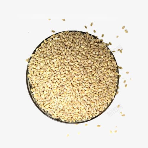 大麦粒png免抠素材_新图网 https://ixintu.com 产品实物 农家自种 大麦 大麦米 新鲜 脱皮小麦